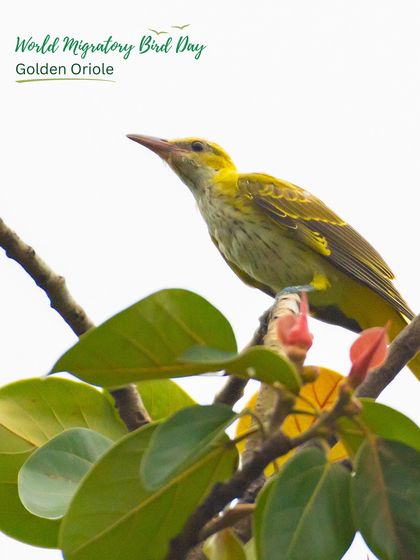 A Golden Oriole, another summer migratory bird, seen amongst the leaves. The return of these birds year after year is a testament to the health of our restored forests.