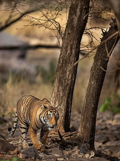 A tigress on the move during the golden hour. I teach my clients how to take advantage of the soft morning and evening light to capture stunning, warmly lit images.
