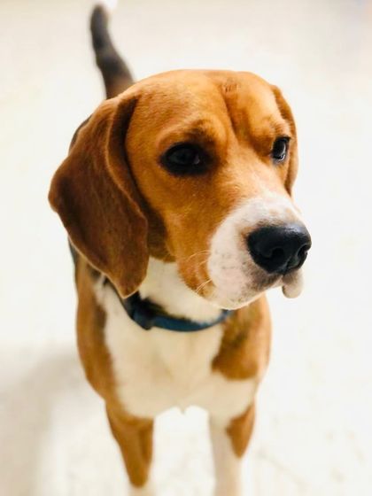 A full-body shot of a curious Beagle, his tail just a blur of happy motion.
