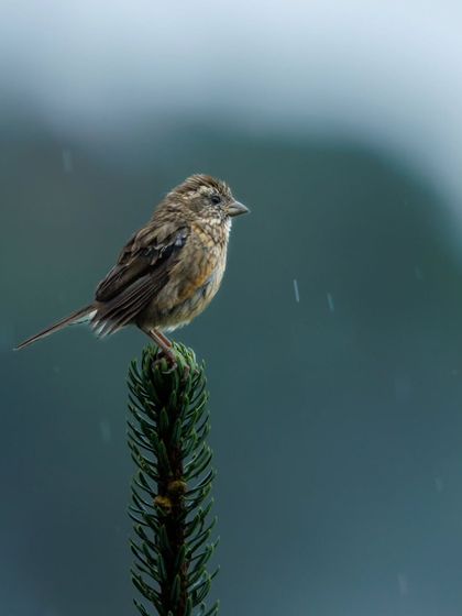 A Rufous-bellied Accentor braving the rain on its treetop perch.