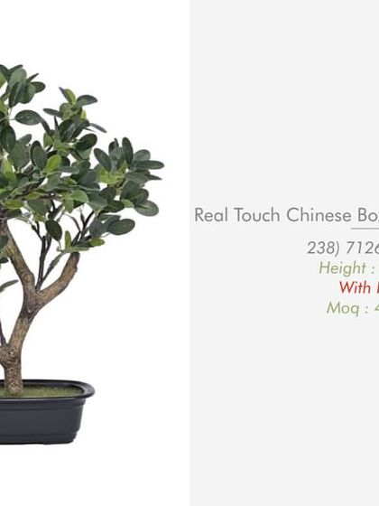 Desktop Plants & Bonsai photo 12