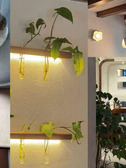 The beautiful green interiors of Pause cafe, with plants growing in test tubes along the wall.