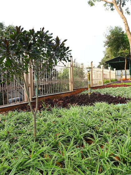 A young tree planted amidst a bed of spider plants. I care for new and mature plants alike, ensuring they establish well and integrate into the larger landscape.