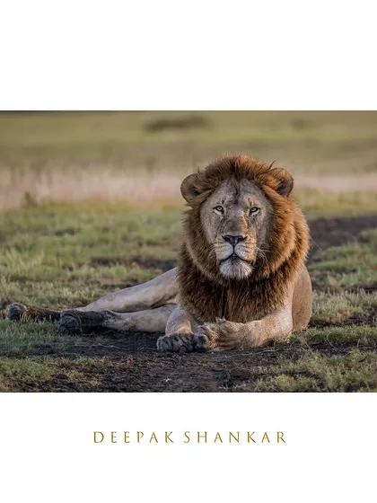 The Lions of Serengeti. There's a quiet authority in the way this male lion holds himself. Even at rest, his presence is immense. This print captures that regal stillness and the untamed spirit of Tanzania's plains.