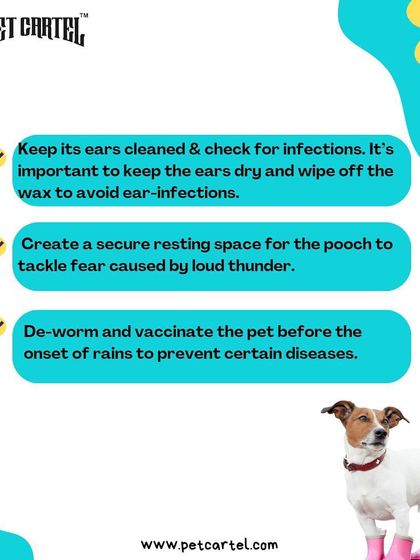 Pet Cartel - Pet Supplies & Food Delivery Helpful Pet Care Guides photo 3