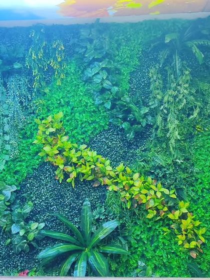 A complete view of a custom-designed vertical garden. The mix of different plant panels creates a natural, non-uniform appearance that mimics a real jungle wall.