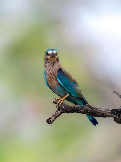 A portrait of an Indian Roller perched on a branch. Its mix of blue, brown, and lilac feathers makes it one of our most colorful birds.