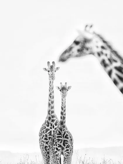 Using a high-key black and white effect, I wanted to portray this giraffe family in the Masai Mara with a sense of simplicity and grace. Sometimes, removing color helps to focus on the form and connection between the subjects.