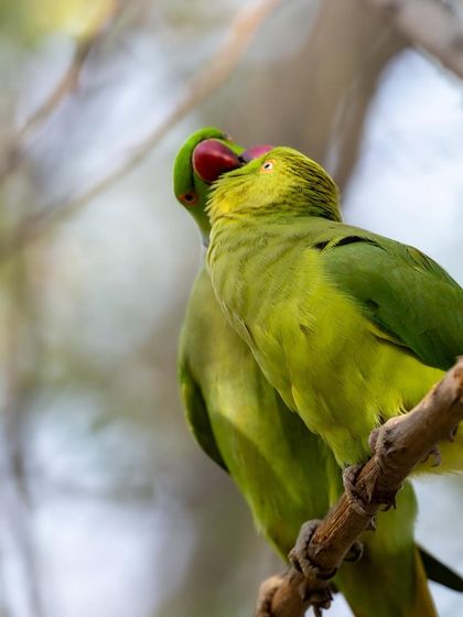 An intimate close-up of the parakeets "kissing" as they exchange food. The connection between them is palpable.