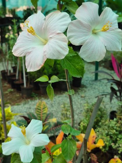 These delicate, light-pink hibiscus flowers bring a touch of tropical elegance. They are thriving in our garden center and are perfect for sunny balconies or gardens.