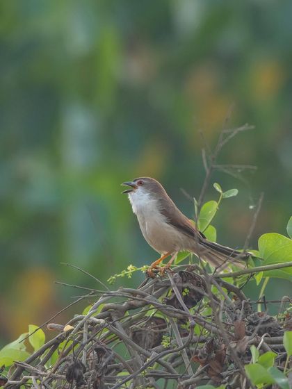 A Plain Prinia singing from its perch. These small warblers are very vocal, and capturing them mid-song adds life to the image.