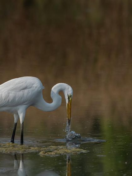 An Intermediate Egret fishing, its reflection visible in the water. The splash adds a dynamic element to the scene.