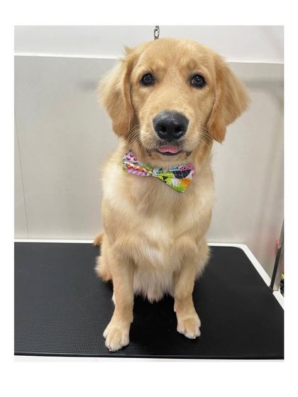 Furrybells Pet Grooming - Pet Grooming (Dogs & Cats) Breed-Specific Dog Styles photo 80