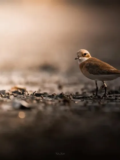 A Sand Plover stands on the textured sand, the soft lighting creating a dramatic and moody portrait.