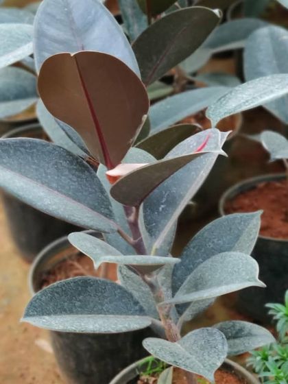 A young Rubber Fig plant in its pot. I can help you choose the right size and type of plant to fit perfectly in your home or office.