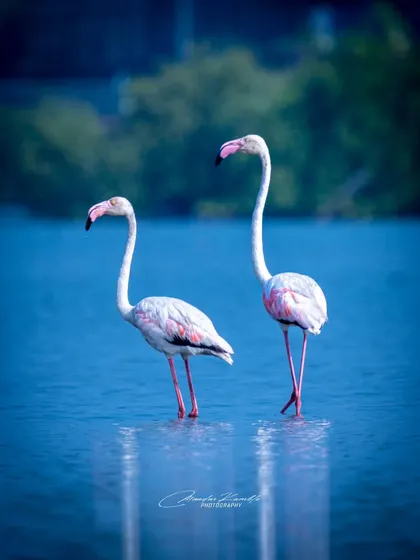 A pair of Greater Flamingos wading in the blue water of the Navi Mumbai wetlands. Their elegant postures and soft pink hues create a serene and beautiful scene.