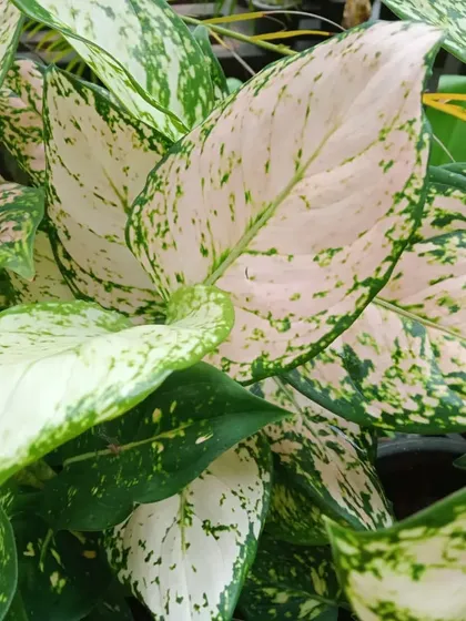 The delicate pink and green variegation on this Aglaonema makes it a subtle yet beautiful addition. It's an easy-care houseplant that adds a soft touch of color to desktops and shelves.