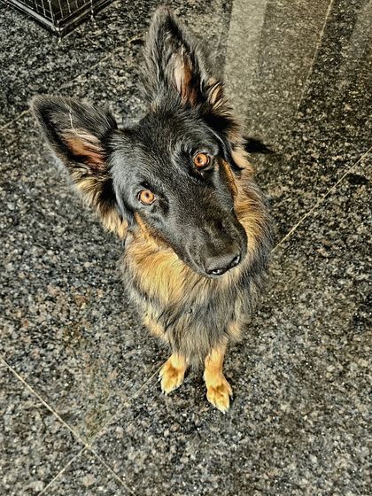 Canine Coach Disha - Dog Socialization & Confidence Building Meet My Co-Trainer, Duggu photo 15