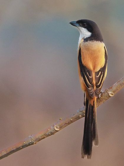 A Long-tailed Shrike seen from the back, showing its long, narrow tail and rufous back. Shrike are also known as 'butcher birds' for their habit of impaling prey.
