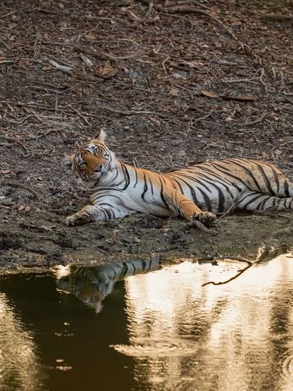 A young tiger relaxes by the water's edge, its reflection shimmering. Summer safaris often revolve around waterholes, providing predictable and fantastic photo opportunities.