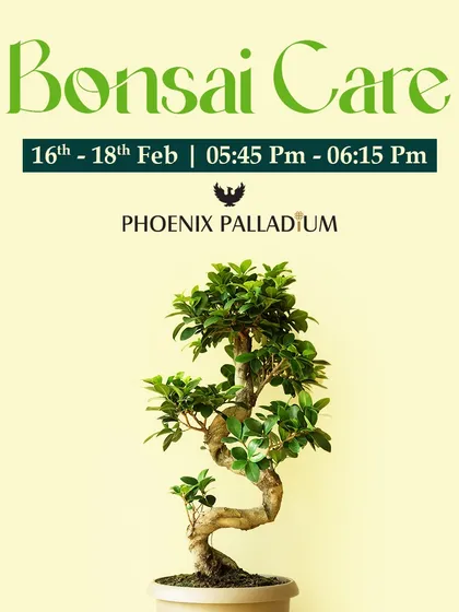 Bonsai care is an art that requires specific knowledge. We host workshops to guide you through the essentials of pruning, wiring, and maintaining these beautiful miniature trees.