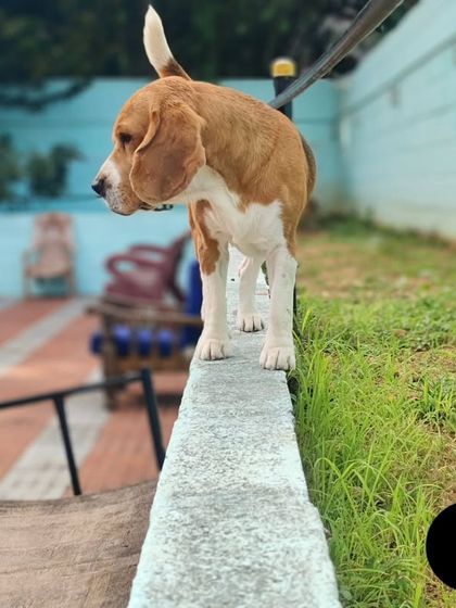 This is Leo the Beagle, practicing his balance beam skills.