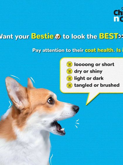 Want your bestie to look their best? Pay attention to their coat health. We can help you figure out what they need.