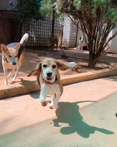 Dog Boarding
