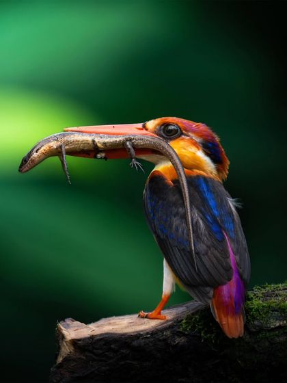 A close-up of the Oriental Dwarf Kingfisher with its kill. The detail in this shot showcases the bird's precision and the raw reality of nature.