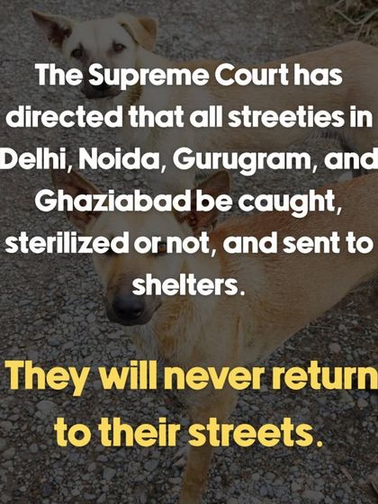 Oh My Dawg - Animal Welfare & Adoption Services Speaking for the Voiceless: Advocacy & Awareness photo 12