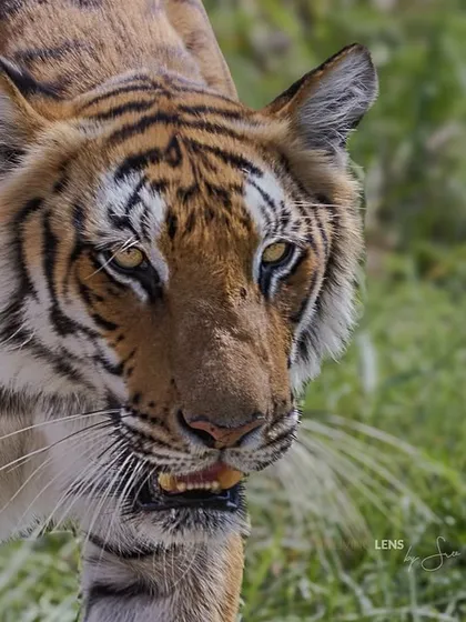 Locking eyes with a tiger in the wild is a profound experience. This young cub from the Dhikala zone of Corbett was just beginning to assert its presence. The forest always offers these unexpected, soul-stirring encounters if you are patient and present.