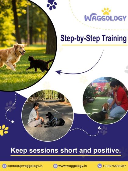Effective training is built on short, positive, step-by-step sessions. This graphic shows different training scenarios, from managing interactions with other animals to calm one-on-one work, all reinforcing the same core principle.