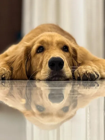 Danny, a Golden Retriever, feeling calm and relaxed. A clean environment and a structured process help dogs feel secure during their grooming session.