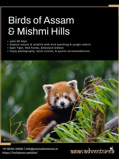 A Red Panda, the "firefox" of the Himalayas, peers through bamboo in the Mishmi Hills. Our Northeast India tours take you to the remote habitats of this enchanting and rare mammal.