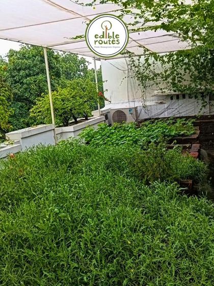 Even with limited space, vertical growth can be encouraged. Here, creepers and vines are trained to grow up walls, adding to the green cover and maximizing the garden's productivity.