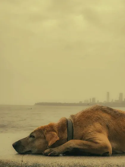 A dog rests peacefully on the sea wall, with the Mumbai skyline faintly visible in the hazy background. This touching image conveys a sense of calm and belonging, a quiet moment of solitude for one of the city's many street animals.