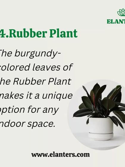 Plant Care Tips & Supplies photo 19