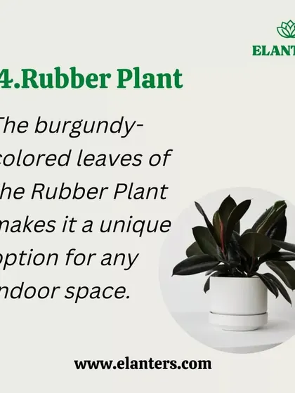 Air Purifier 4: The Rubber Plant. The beautiful burgundy leaves of the Rubber Plant make it a unique decorative option that also helps clean your air.