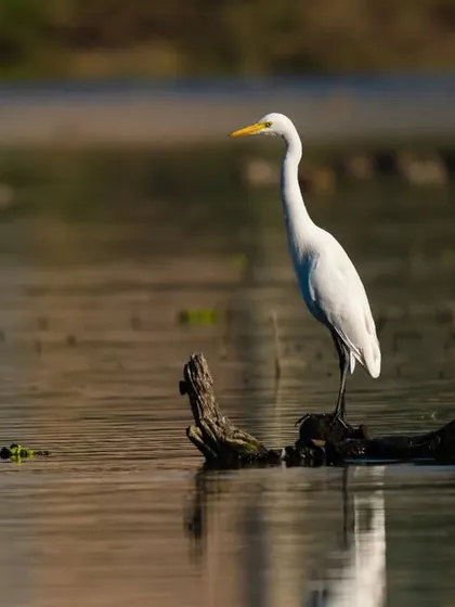 A Great Egret perched on a log in the water, its form reflected in the gentle ripples. The warm, golden light of late afternoon gives this scene a peaceful glow.