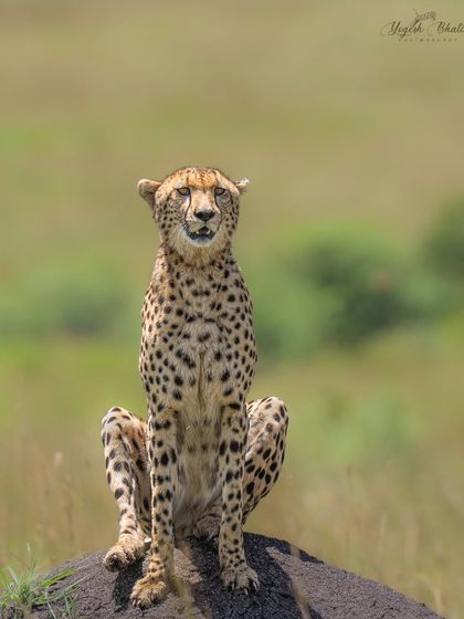 A cheetah sits regally on a rock, its gaze fixed. The speed of my Sony Alpha 1's autofocus means I can capture these moments of stillness with the same precision as high-speed action.