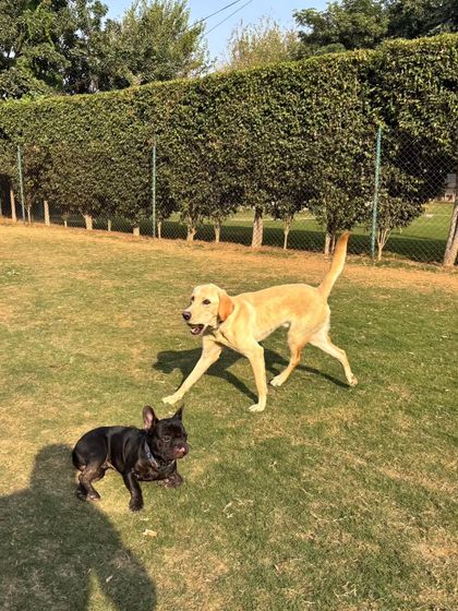 The chase continues across the green lawn.