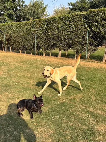 The chase continues across the green lawn.