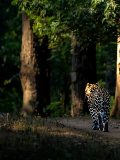 The same leopard, now walking away. This parting shot emphasizes its muscular build and the way it blends back into the forest, a fleeting ghost of the jungle.