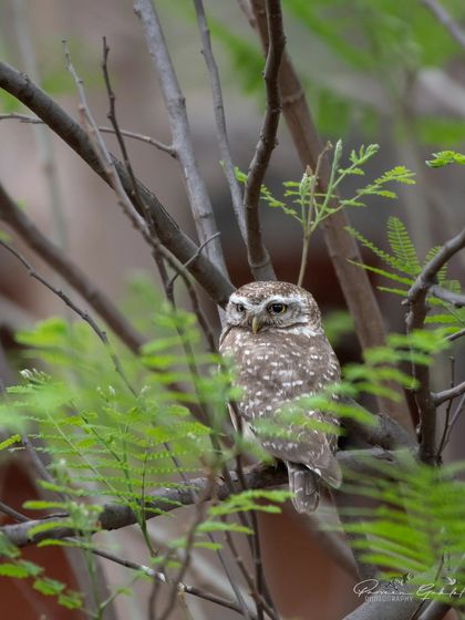 Another shot of a Spotted Owlet, partially hidden among the green foliage of a tree.