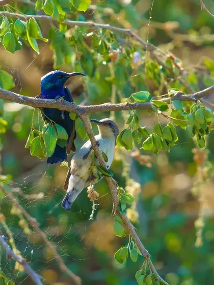 A male and female Purple Sunbird together on a branch, showcasing the difference in their plumage.