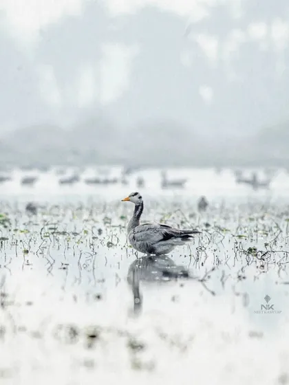A lone Bar-headed Goose stands in the shallow, misty water. The reflection and the soft focus from the fog give this wildlife photograph a peaceful and isolated feeling.