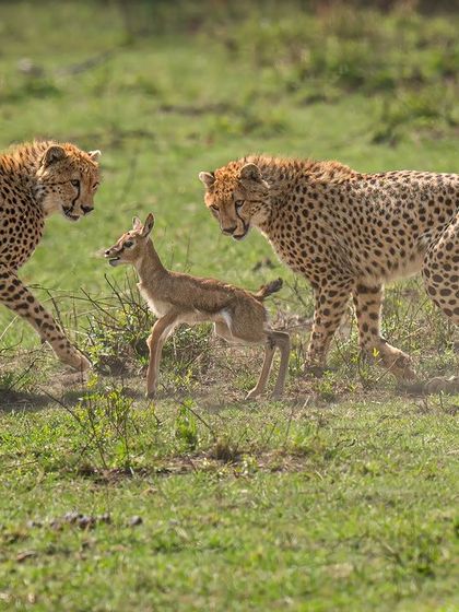 A fawn surrounded by two cheetah brothers. This tense moment before the chase is filled with suspense. My job as a photographer is to capture that emotion, telling the story of what's about to unfold.
