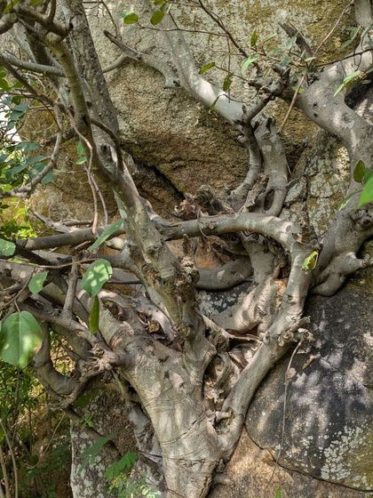 The gnarled branches of a tree growing directly out of the rock face at Gudibande. It's a powerful example of nature's resilience and a beautiful subject for a sketch.