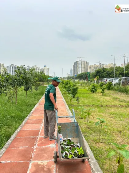 Against the backdrop of a bustling city, a member of our team transports new saplings to be planted. This image captures the essence of our work: bringing nature back into the urban landscape, one tree at a time.