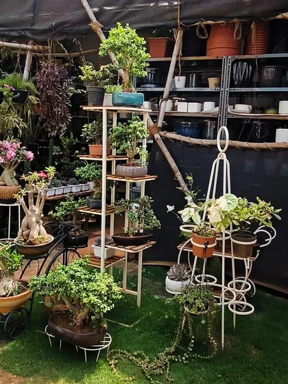 A quiet corner of our nursery. We love creating these little displays that mix different styles, from delicate bonsai to lush foliage, to give you inspiration for your own space.